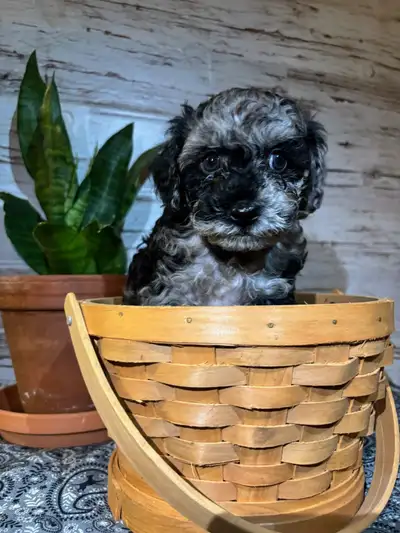 Caniche miniature merle RARE UNIQUE, View more