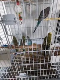Babies budgies for sale