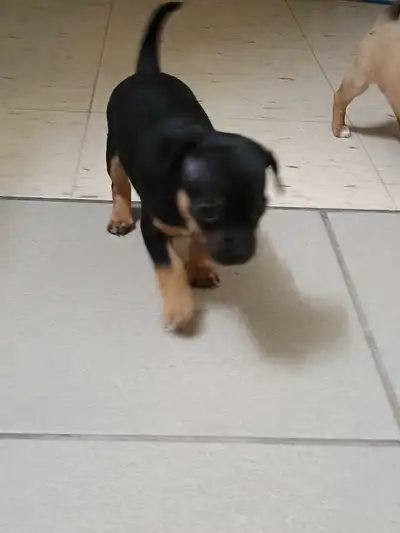Hello, I have 4 beautiful puppies looking for their forever homes. They will be ready come July 5th...