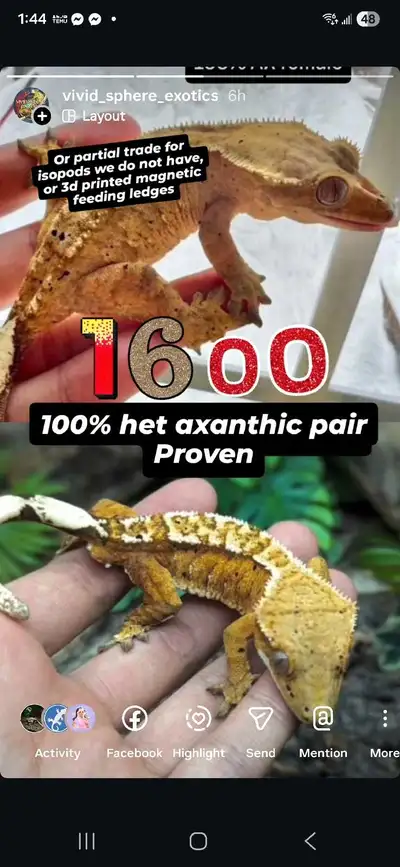 100% Het Axanthic Pair!! Proven!! Partial trades avail, View more