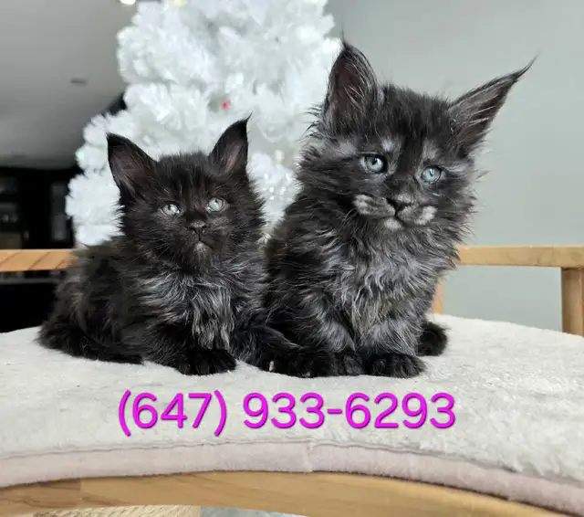 MAGNIFICENT MAINE COONS