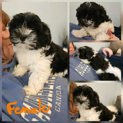 Adorable Havanese Pups, Registered CKC, View more