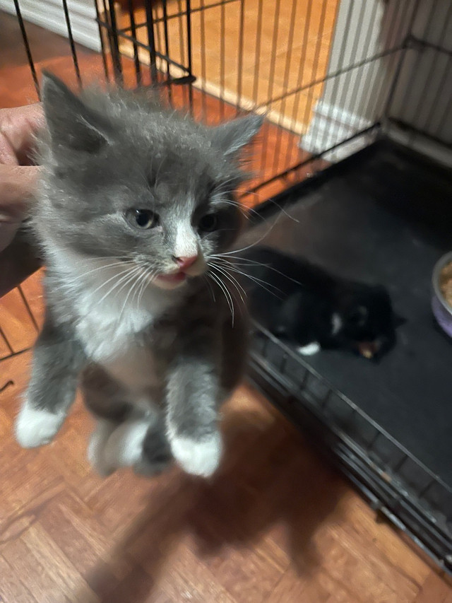 Kitty looking for best house ) Cats & Kittens for Rehoming City of