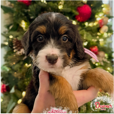 Looking for a forever pup and want to partner with a trusted breeder? We have 2 female Ultra-Bernedo...