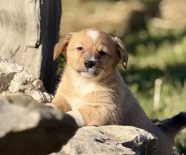 Pembroke welsh Corgi in Dogs & Puppies for Rehoming in Delta/Surrey/Langley - Image 6
