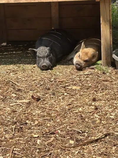 FREE MALE PIGS 2 black pot bellys 1 year old 1 Giuliana mix 8 months old