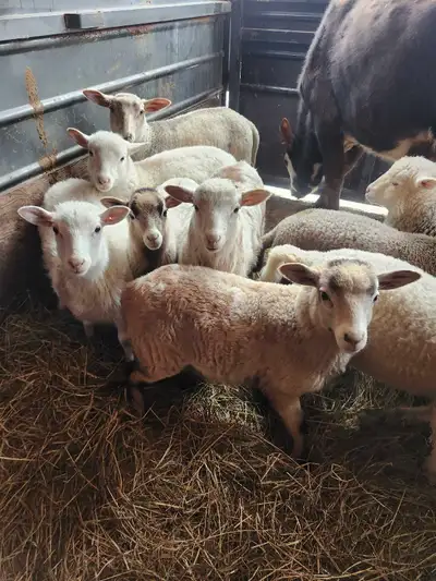 lambs 40 to 55 pounds for sale , View more