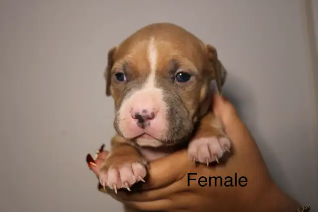 PUPPIES FOR SALE - TORONTO ON in Dogs & Puppies for Rehoming in City of Toronto - Image 3