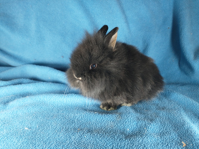 EXTRAORDINARY Lionhead dwarf bunny rabbits in Small Animals for Rehoming in Kingston - Image 3