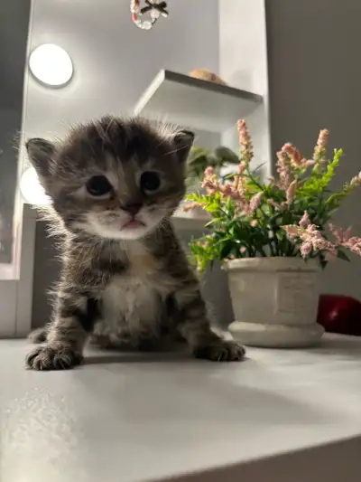 Adorable Kittens for Sale, View more