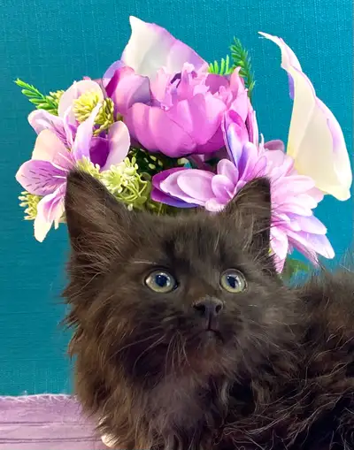 Magnificent Black Maine Coon, View more