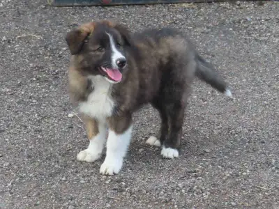 Red Heeler mix. , View more