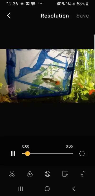 female red tail guppy, View more