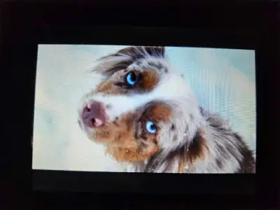 Calls only ,ASDR BLUE EYED TOY/ MINI AUSTRALIAN SHEPERD -MERLES, View more