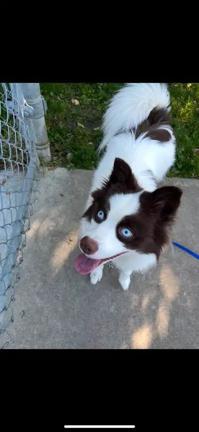 Hi, my name is Isabella! I have over 1,000 hours of hands-on experience working in veterinary clinic...
