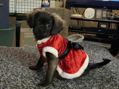 Small Breed 13 week old Female Puppy, View more