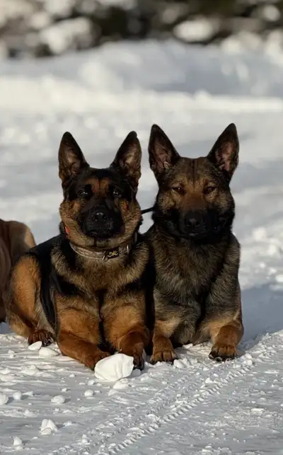 UPDATE: THE “TREE” LITTER ARRIVED APRIL 16, 2026 Limited Availablility. Males/Females, Black/Brown/B...