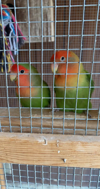 2 PAIRS OF LOVES BIRDS AND CAGE - SCARBOROUGH 