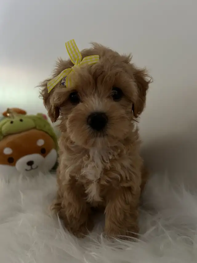 Beautiful tiny maltipoo puppies (poodle/Maltese) in Dogs & Puppies for Rehoming in City of Toronto - Image 5