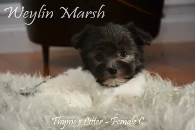 We are pleased to announce that Thyme and Willard welcomed their litter of Havanese on April 22, 202...