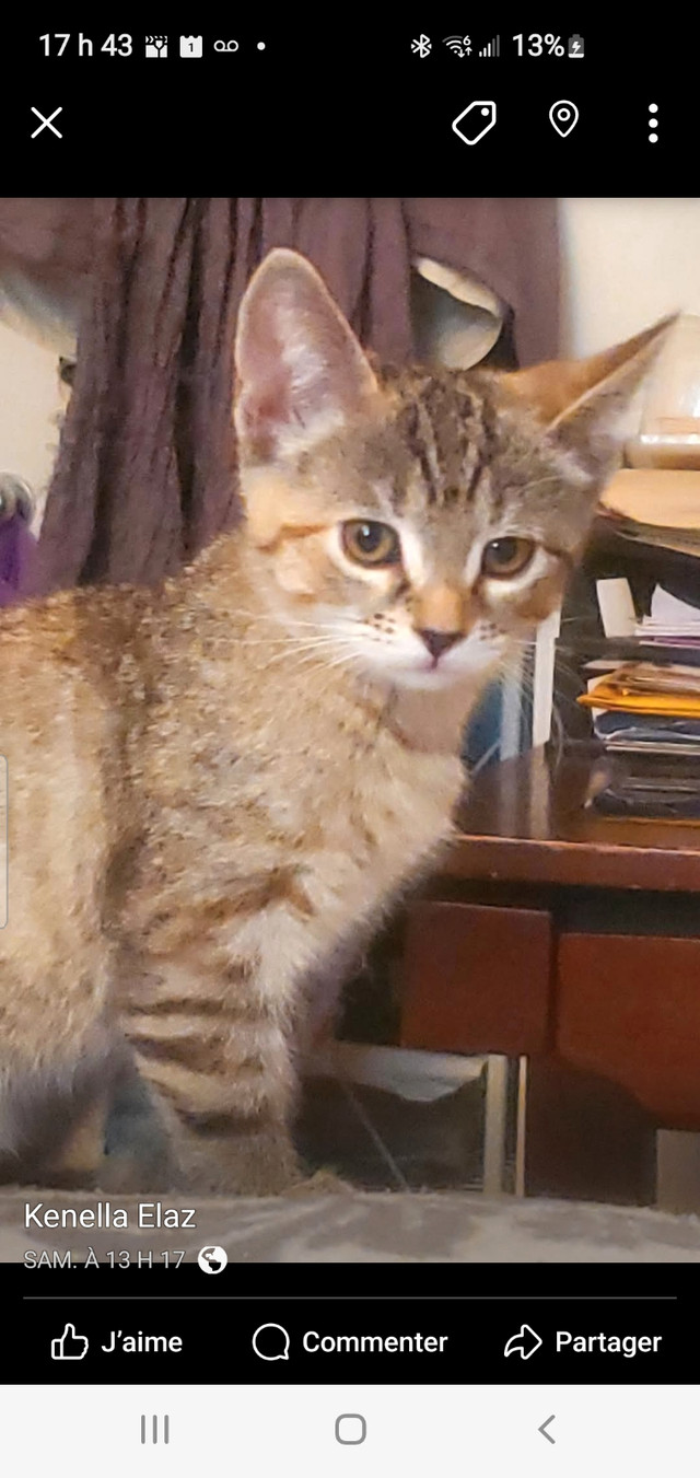 Chatons prêts à partir dans Chats et chatons à adopter  à Ville de Québec - Image 4