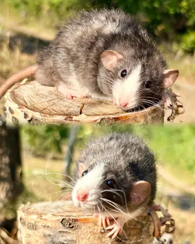 Dwarf fancy rats, View more