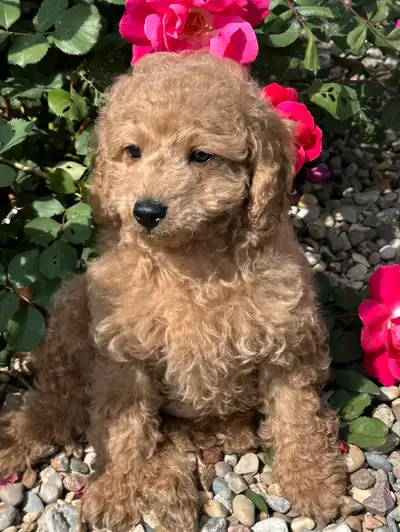 F1B Cavapoo Puppies, View more