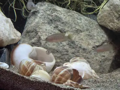 Rehoming Multies Shell Dweller Juveniles, View more