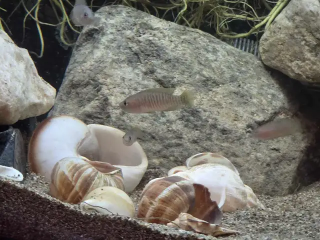 Rehoming Multies Shell Dweller Juveniles in Fish for Rehoming in Brantford - Image 2