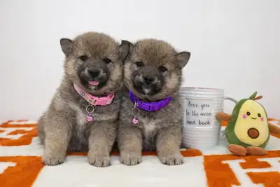 mini shiba inu 12-15lbs adult ready to go, View more