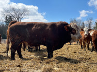 Register Simmental bull for sale