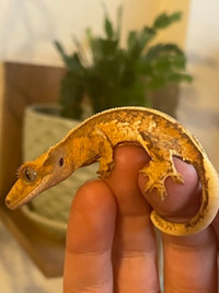 Tri colour crested gecko 