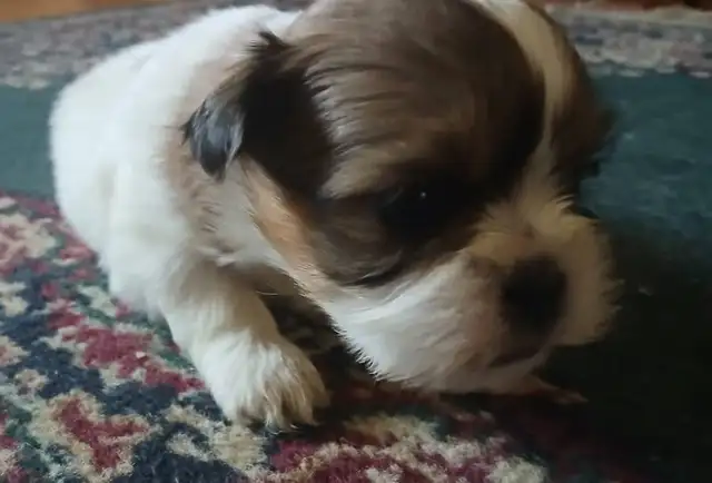 Shih tzu puppies  born on February 3 in Dogs & Puppies for Rehoming in Norfolk County - Image 6