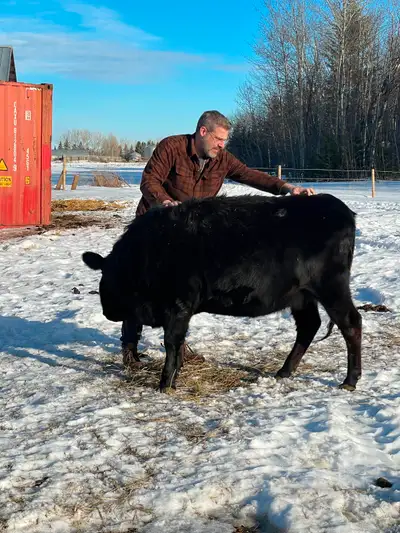 We've decided to let go of a few cattle we have. Here's the information We are asking $10,000 for th...