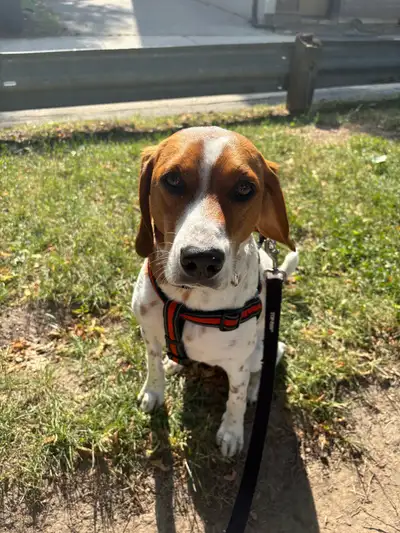 Ziggy - English Coonhound/Beagle Mix, View more