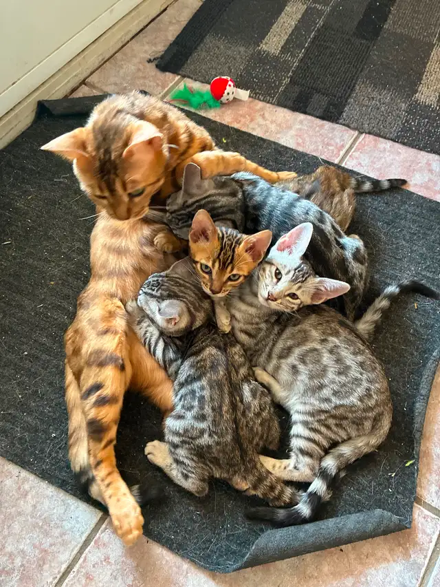 chatons bengal / kittens cats in Cats & Kittens for Rehoming in Lanaudière - Image 10