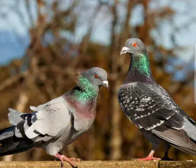 wild meat pigeons , View more