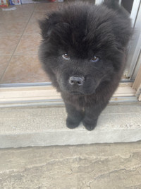  Chow Chow male puppy 