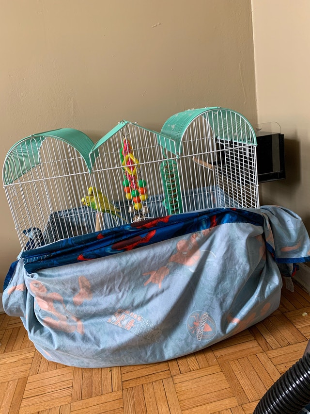 2 cute budgies and their cages Birds for Rehoming City of Toronto