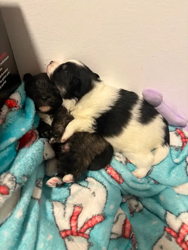 Pomeranian puppy in Dogs & Puppies for Rehoming in City of Toronto - Image 5