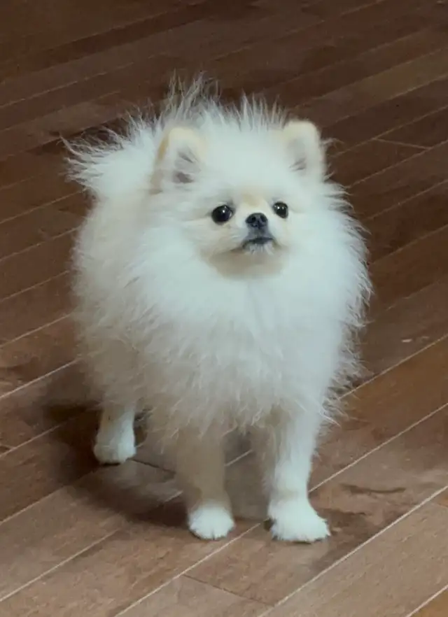 Top G Teacup  Pomeranian Puppy  (imported from South Korea) in Dogs & Puppies for Rehoming in Longueuil / South Shore - Image 4