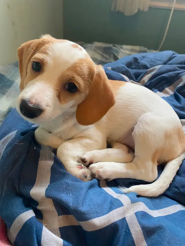 2 female puppies for sale in Dogs & Puppies for Rehoming in City of Toronto - Image 10