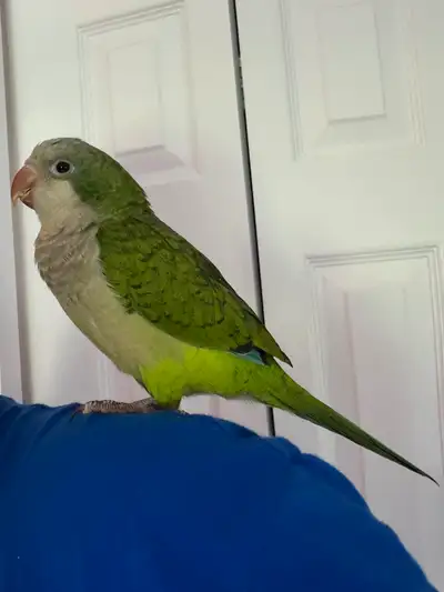 Baby Quaker parrot, View more