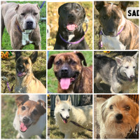 Rescue dogs ages 3-6yrs available 