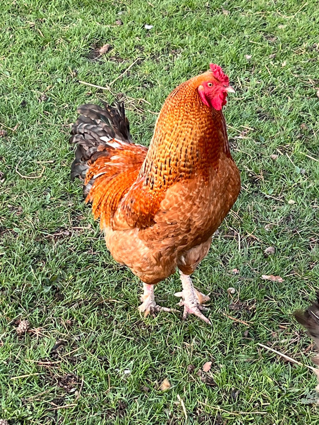 Roosters  dans Animaux de ferme  à Région d’Oshawa/Durham