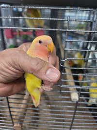 Super Tamed Baby Peach face Love Bird Available at Central Pet 