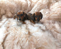Purebred Mini Dachshund looking for their forever 