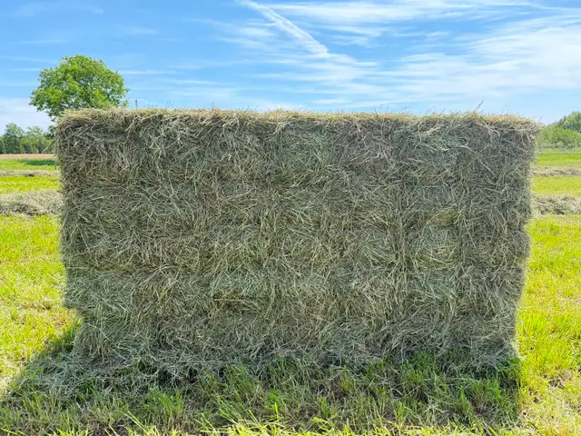 Grass Hay Small Squares in Other in Sarnia - Image 2