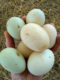 Hatching Duck Eggs 