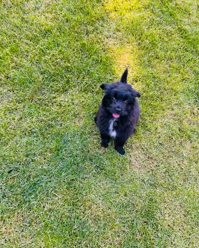 Update- Only boy is available We have adorable hypoallergenic Pomapoo pups. These super healthy pupp...